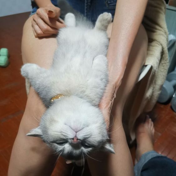 บริชติช ขาสั้นมาก รูปที่ 7