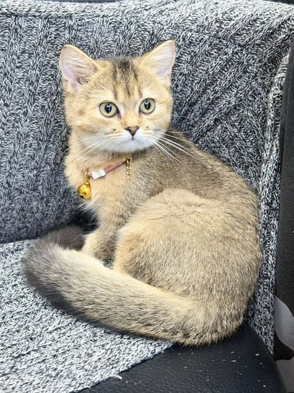 บริติช ชอร์ตแฮร์ (British Shorthair) บริติช​ช็อต​แฮร์​ ชาย