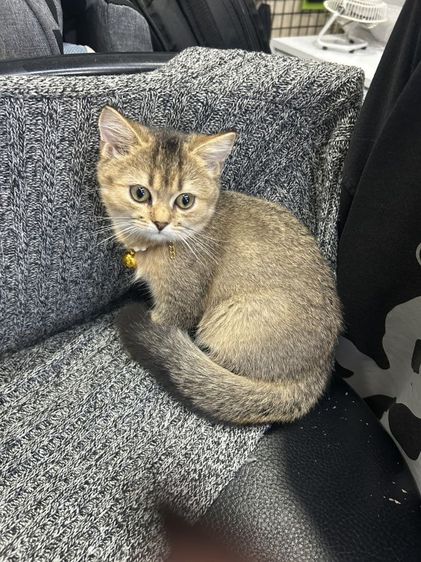 บริติช​ช็อต​แฮร์​ ชาย รูปที่ 3