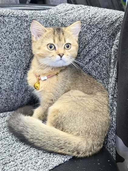 บริติช​ช็อต​แฮร์​ ชาย รูปที่ 5