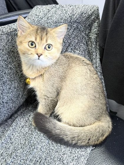 บริติช​ช็อต​แฮร์​ ชาย รูปที่ 4