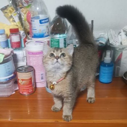 บริติช​ช็อต​แฮร์​ ชาย รูปที่ 8