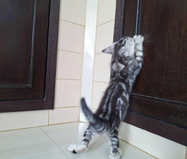 ลูกแมวอเมริกันช็อตแฮร์ รูปที่ 4