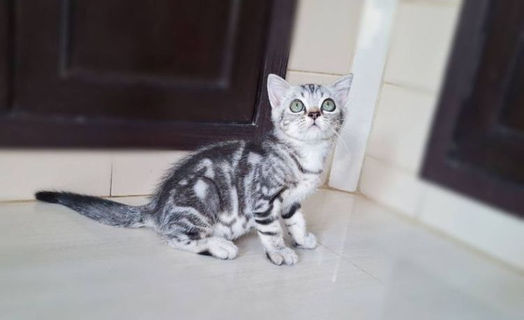 ลูกแมวอเมริกันช็อตแฮร์