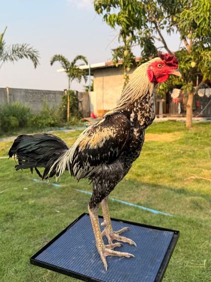 ไก่ชน รูปที่ 2