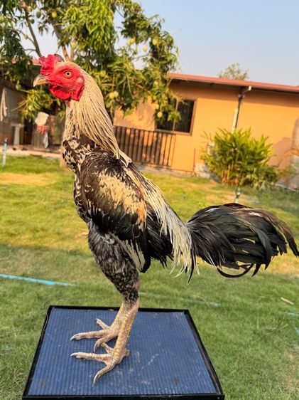 ไก่ชน รูปที่ 11