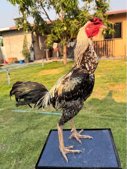 ไก่ชน รูปที่ 12