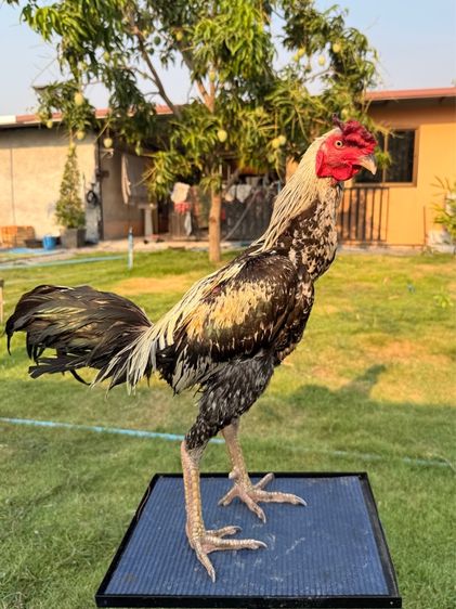 ไก่ชน รูปที่ 14
