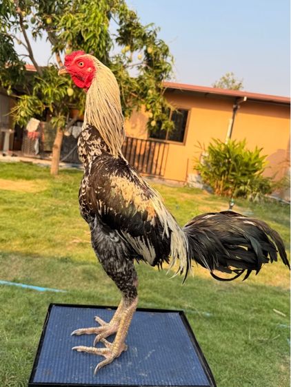 ไก่ชน รูปที่ 6