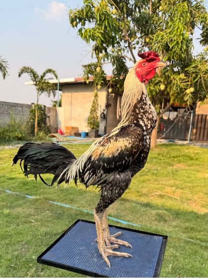 ไก่ชน