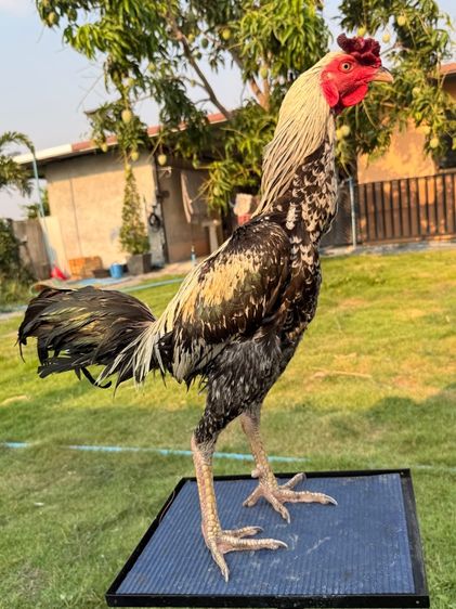 ไก่ชน รูปที่ 7