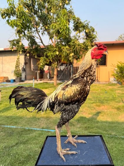 ไก่ชน รูปที่ 13