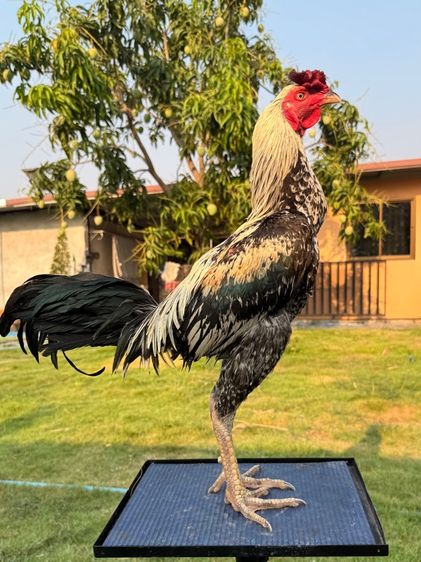 ไก่ชน รูปที่ 15