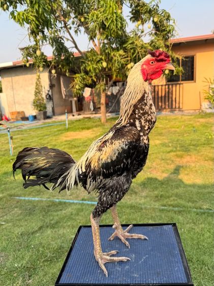 ไก่ชน รูปที่ 8