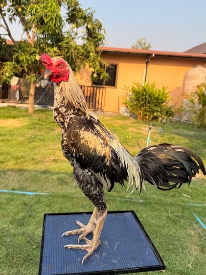 ไก่ชน รูปที่ 5