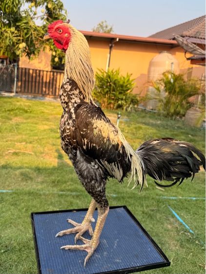 ไก่ชน รูปที่ 9