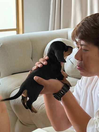 ดัชชุน ไซส์แรบบิท จิ๋วๆ รูปที่ 2