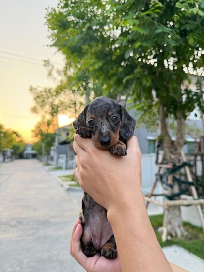 ดัชชุน ไซส์แรบบิท จิ๋วๆ รูปที่ 3