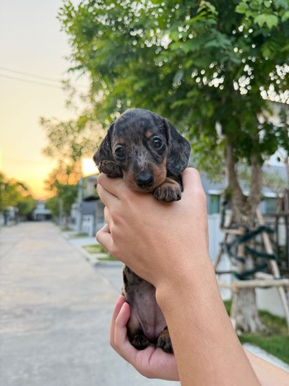 ดัชชุน ไซส์แรบบิท จิ๋วๆ รูปที่ 4