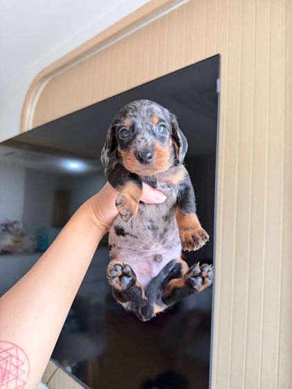 ดัชชุน ไซส์แรบบิท จิ๋วๆ