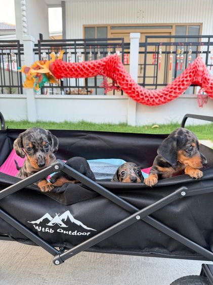 ดัชชุน ไซส์แรบบิท จิ๋วๆ รูปที่ 9