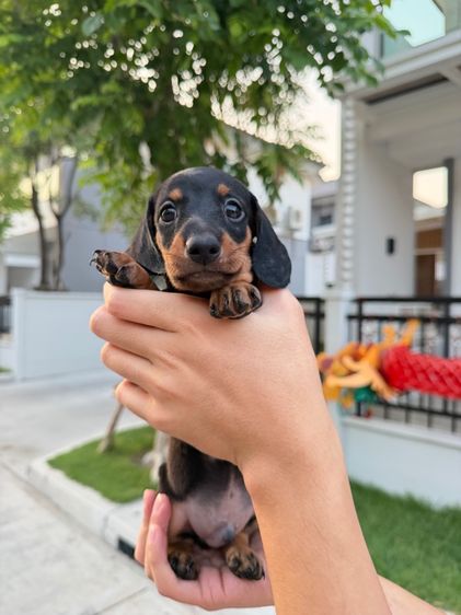 ดัชชุน ไซส์แรบบิท จิ๋วๆ รูปที่ 7