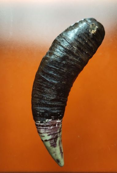 เครื่องรางของเก่า รูปที่ 2