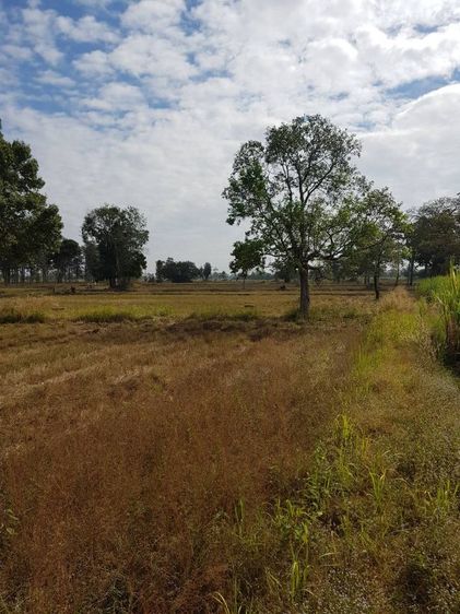 ใช่  ขายด่วน 8 ไร่ 2 งาน 10 ตรว.ที่ดินทำการเกษตร อ.ปราสาท จ.สุรินทร์ รูปที่ 4