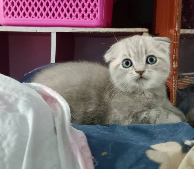 ขายแมวสก็อตติชโฟล์ รูปที่ 4