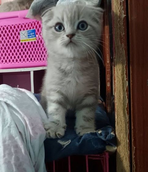 ขายแมวสก็อตติชโฟล์ รูปที่ 5