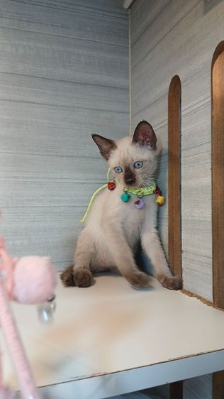 วิเชียรมาศ (Siamese Cat) แมววิเชียรมาศ เพศเมีย ปลายหางสะดุดนิด อายุ3เดือนคะวัคซีนแล้ว1เข็มก่อนย้ายตรวจหัดแมวฟรีรับประกันเอดส์แมวกับรูคีเมียคะ