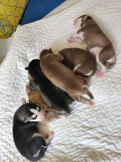 ไซบีเรียน รูปที่ 3