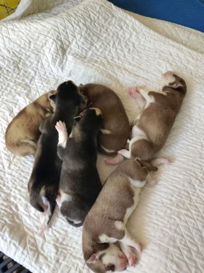 ไซบีเรียน รูปที่ 2