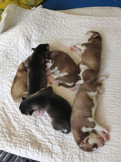 ไซบีเรียน รูปที่ 4