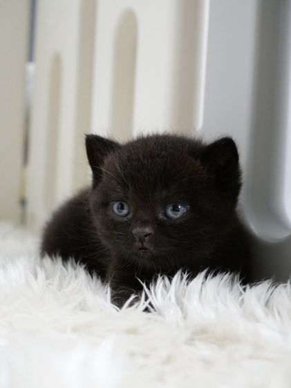 บริติช ชอร์ตแฮร์ (British Shorthair) แมวบริติชช๊อตแฮร์(WCF)เพศชายสีดำ