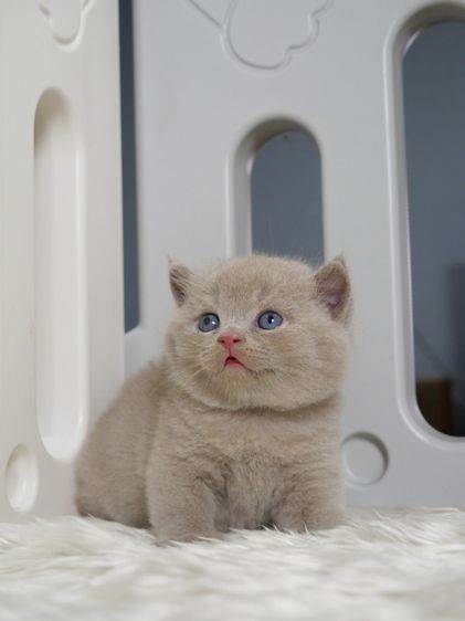 บริติช ชอร์ตแฮร์ (British Shorthair) แมวบริติชช๊อตแฮร์(WCF)เพศชายสีไลแลก01
