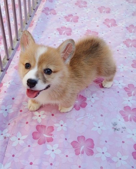 5ตัวสุดท้ายแล้ว  ลูกคอร์กี้ 