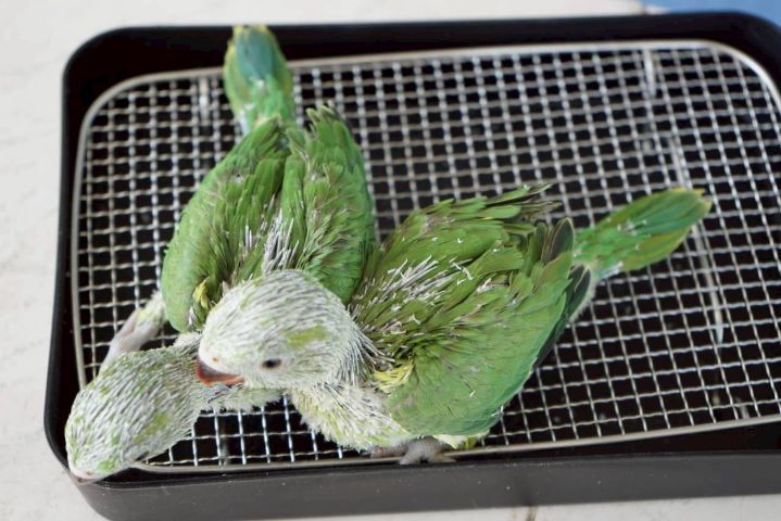 ลูกป้อน ริงเนค รูปที่ 2