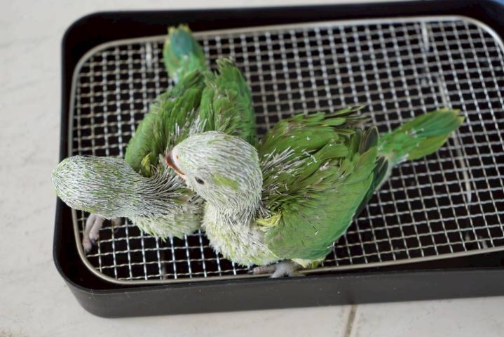 ลูกป้อน ริงเนค รูปที่ 3