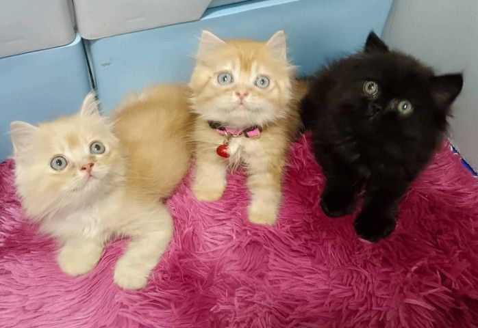 ขายแมวเปอร์เซียแก๊งส้มการ์ฟิวส์ รูปที่ 4