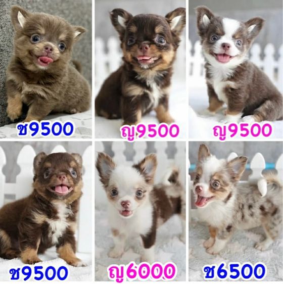 ว้าวชิวาวา ชิวาวาน่ารักกรุงเทพ มีบริการส่งรับประกันสุขภาพค่ะ รูปที่ 11