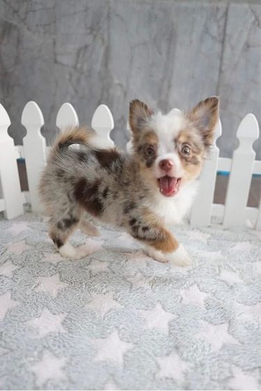 ว้าวชิวาวา ชิวาวาน่ารักกรุงเทพ มีบริการส่งรับประกันสุขภาพค่ะ รูปที่ 5