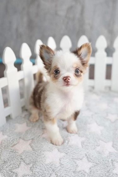 ว้าวชิวาวา ชิวาวาน่ารักกรุงเทพ มีบริการส่งรับประกันสุขภาพค่ะ รูปที่ 9