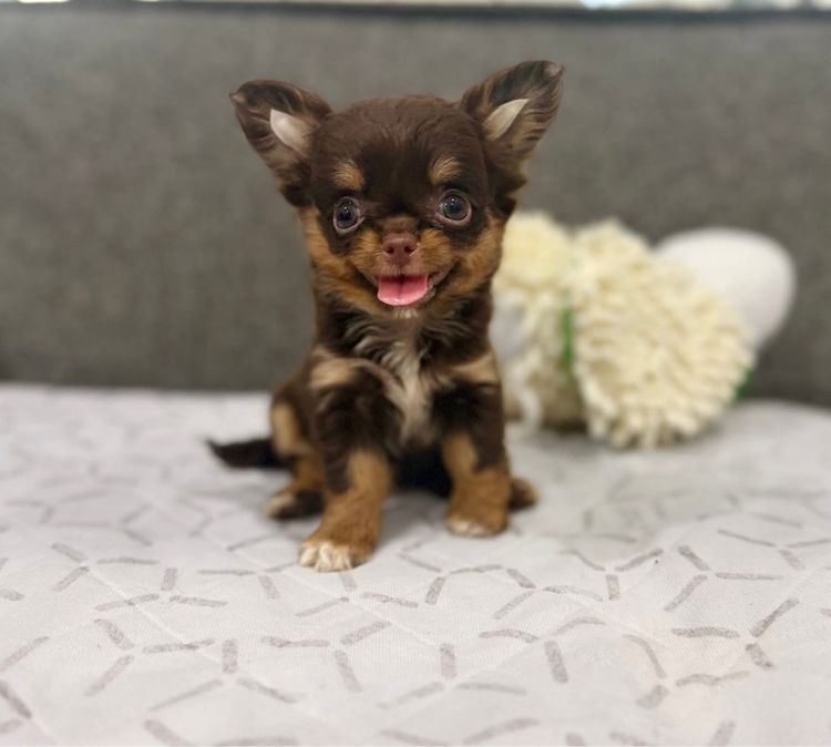 ว้าวชิวาวา ชิวาวาน่ารักกรุงเทพ มีบริการส่งรับประกันสุขภาพค่ะ รูปที่ 8