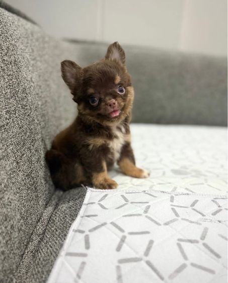 ว้าวชิวาวา ชิวาวาน่ารักกรุงเทพ มีบริการส่งรับประกันสุขภาพค่ะ รูปที่ 6