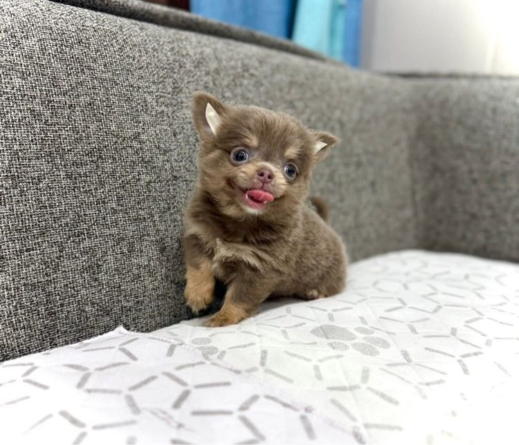 ว้าวชิวาวา ชิวาวาน่ารักกรุงเทพ มีบริการส่งรับประกันสุขภาพค่ะ รูปที่ 2