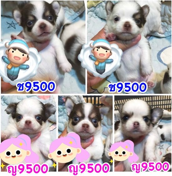 ว้าวชิวาวา ชิวาวาน่ารักกรุงเทพ มีบริการส่งรับประกันสุขภาพค่ะ รูปที่ 12