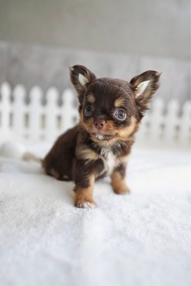 ว้าวชิวาวา ชิวาวาน่ารักกรุงเทพ มีบริการส่งรับประกันสุขภาพค่ะ รูปที่ 7