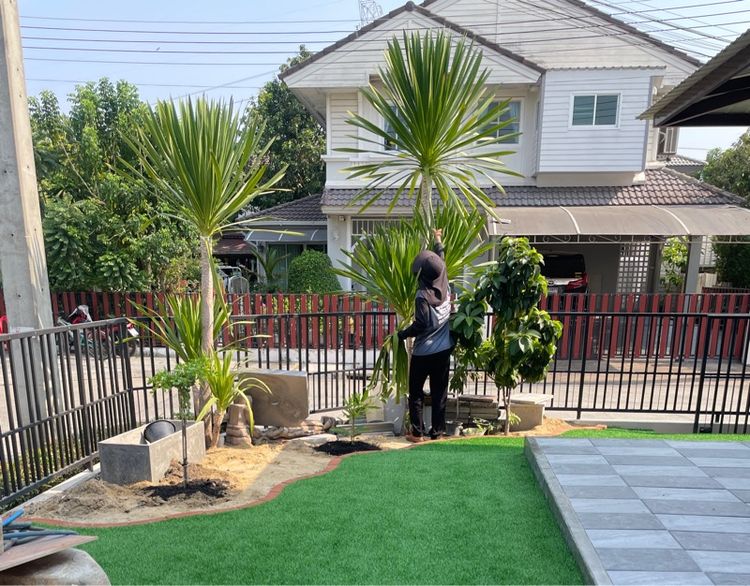 หญ้าเทียมพร้อ รูปที่ 4