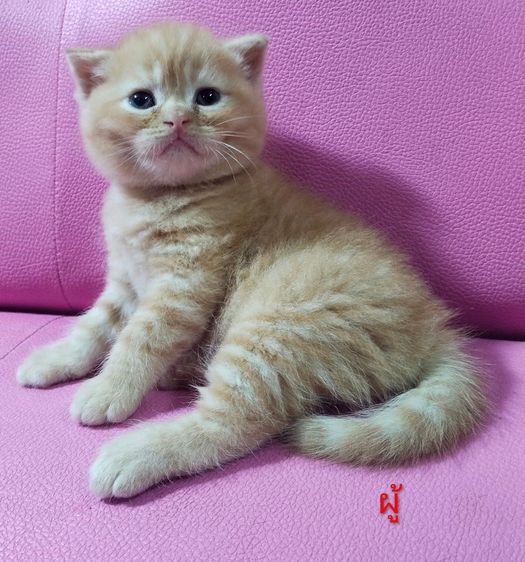 ขายแมวสก๊อตติส รูปที่ 2